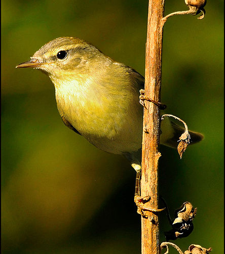 Iberian chiffchaff